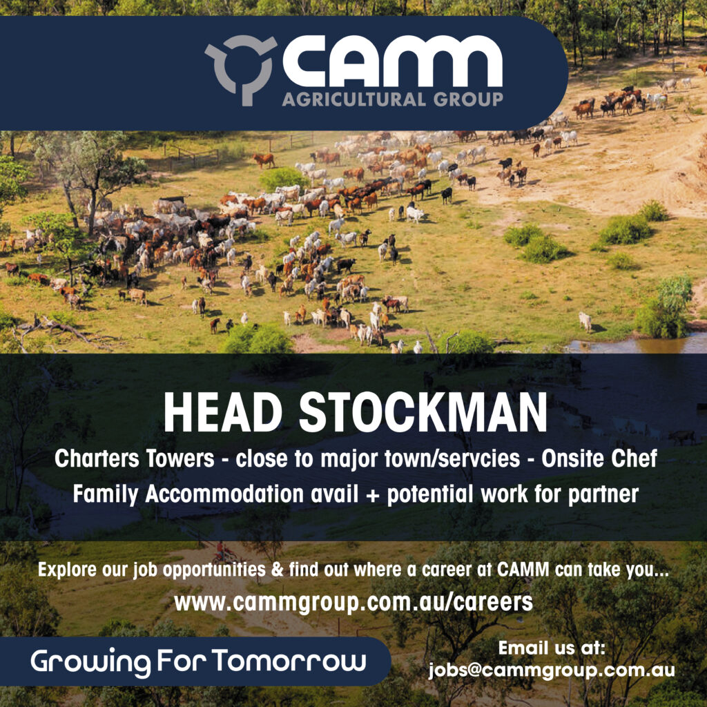 NQ Head Stockman